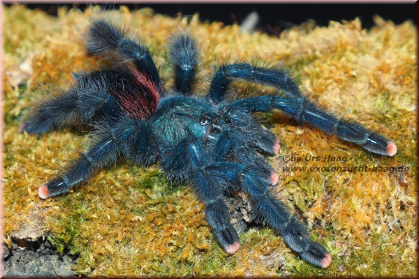 Avicularia avicularia,  Weibchen ca. 2,5 cm Körper